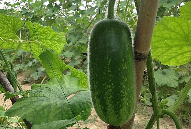 深圳蔬菜配送教您節瓜種植技術 種節瓜有哪些竅門？