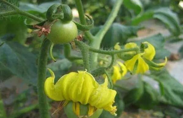 深圳蔬菜配送了解西紅柿難坐果原因分析