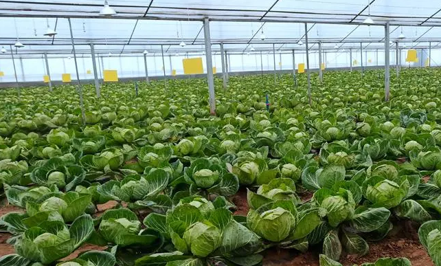 河北永清：打造精品蔬菜產業集群示范區助力鄉村振興