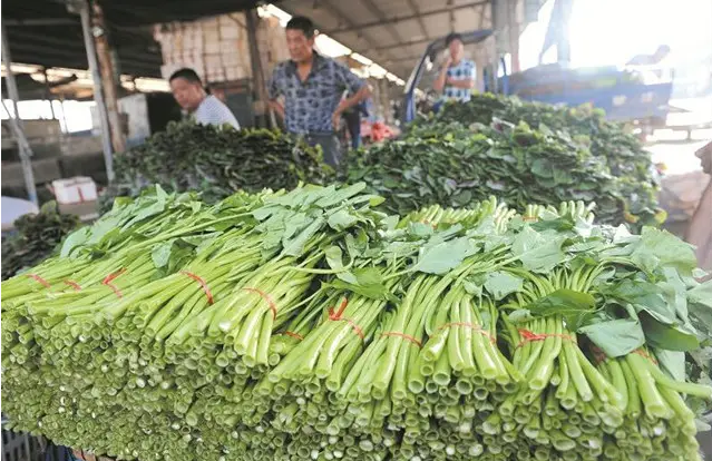 農產品配送了解哈爾濱市冬季種植葉菜上市